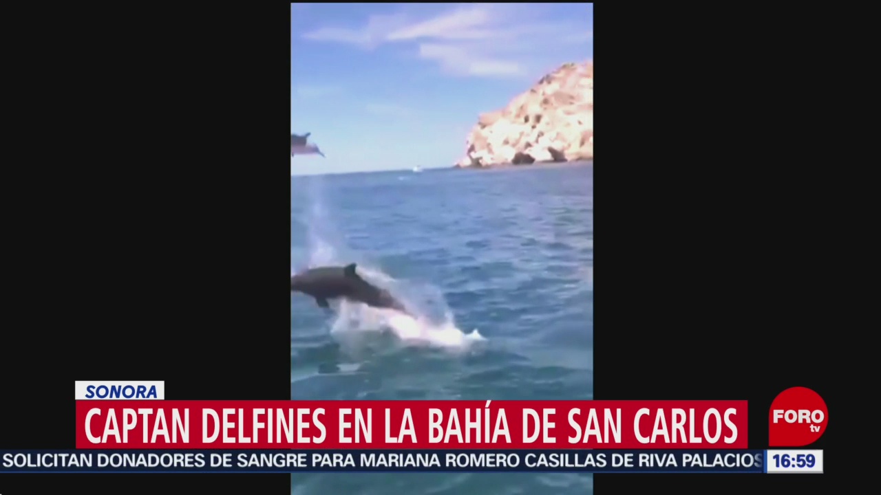 Foto: Captan delfines en la bahía de San Carlos en Sonora