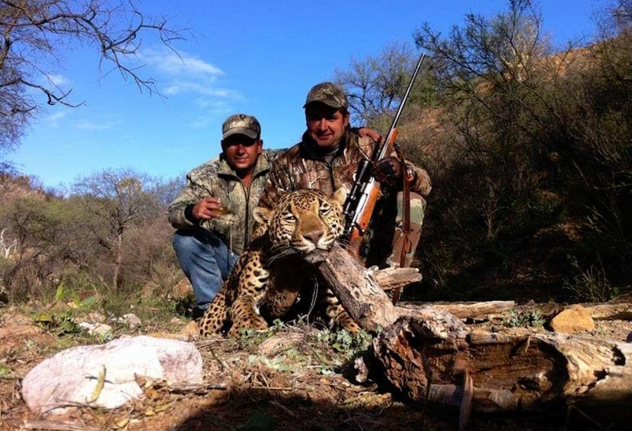 Foto Denuncian caza de felinos en peligro de extinción en Zacatecas 17 mayo 2019