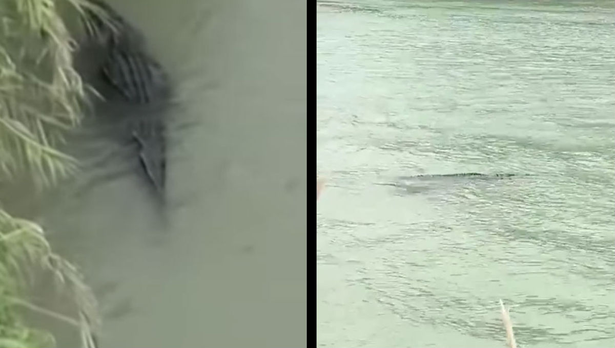 Video: Alerta por cocodrilo a orillas del río Bravo