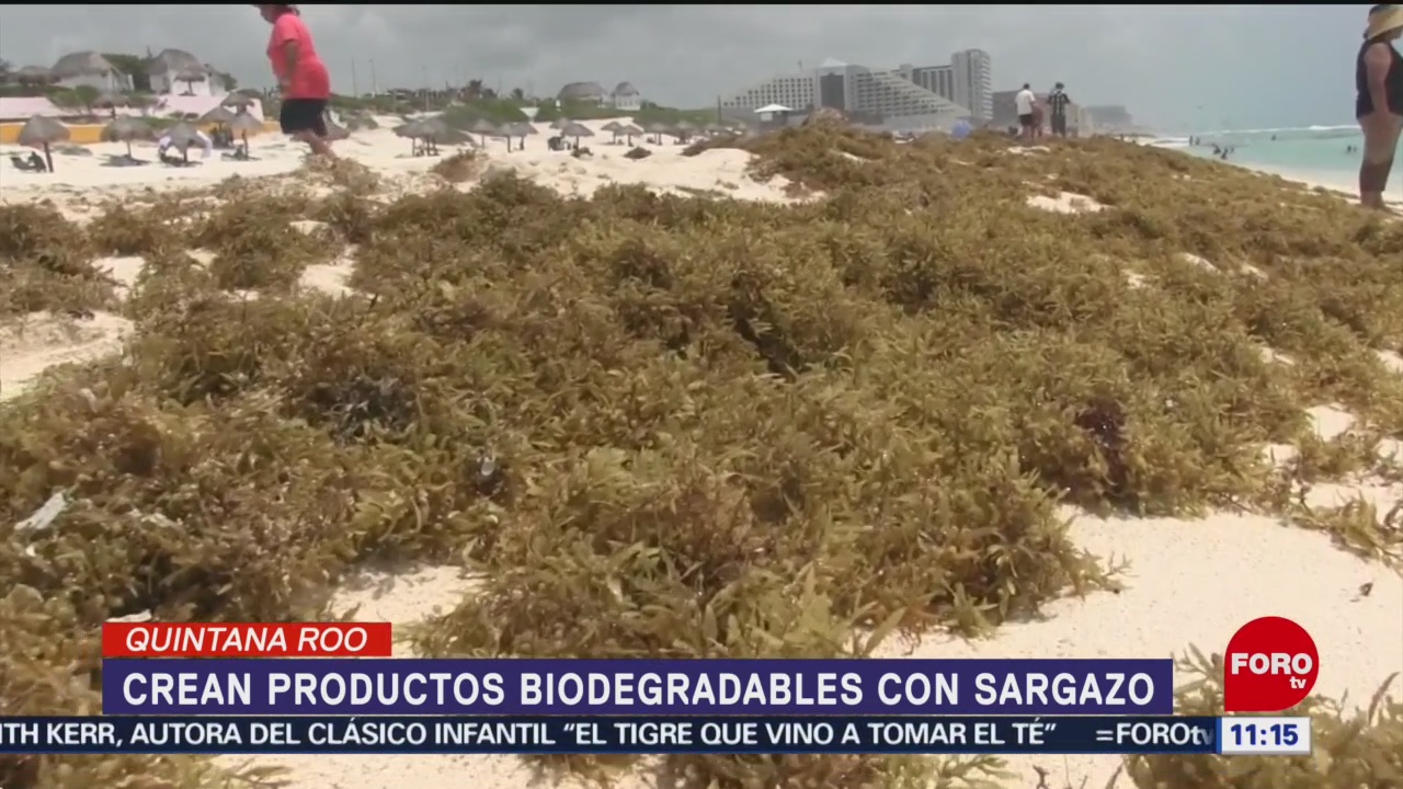 Con sargazo crean productos biodegradables en Quintana Roo