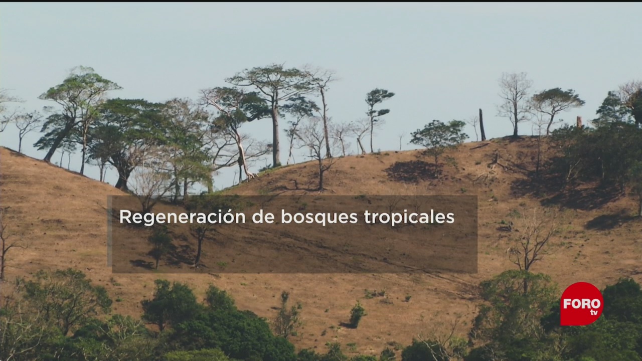FOTO: ¿Cuánto tarda la regeneración de bosques tropicales?, 18 MAYO 2019
