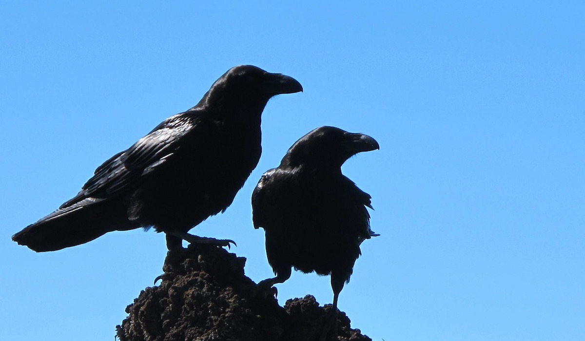Cuervos contagian emociones a sus compañeros: Estudio