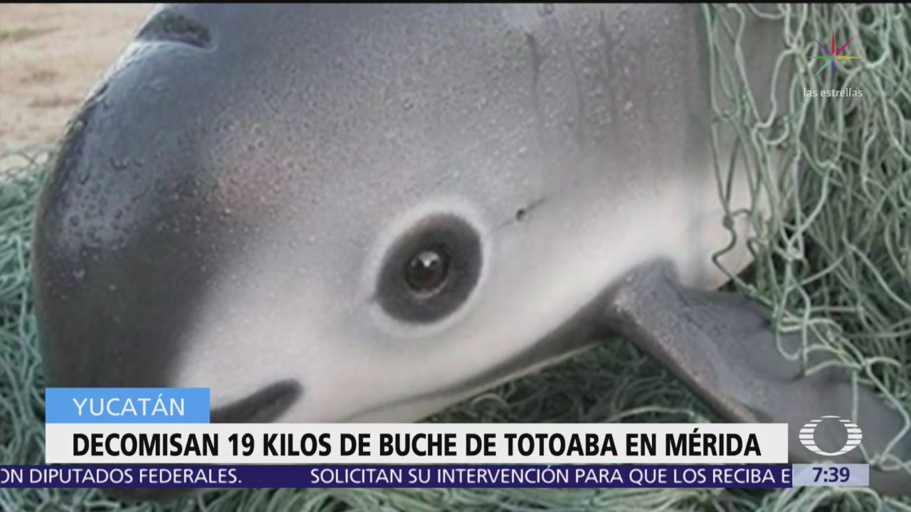 Decomisan 19 kilos de buche de totoaba en Mérida