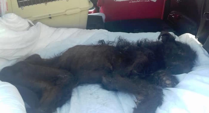 Foto Mujer dejó morir de hambre a perro en una terraza 30 mayo 2019