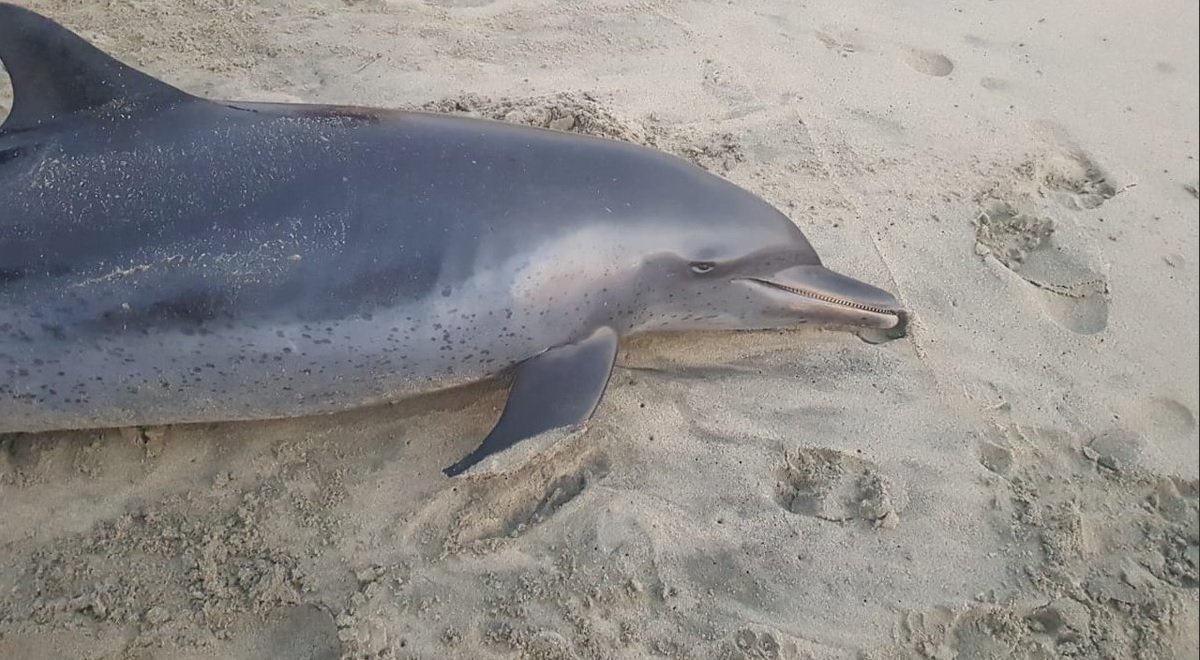Foto: delfín muerto en playa Zicatela, Oaxaca. 26 de abril 2019. Twitter @TelevisaOaxaca