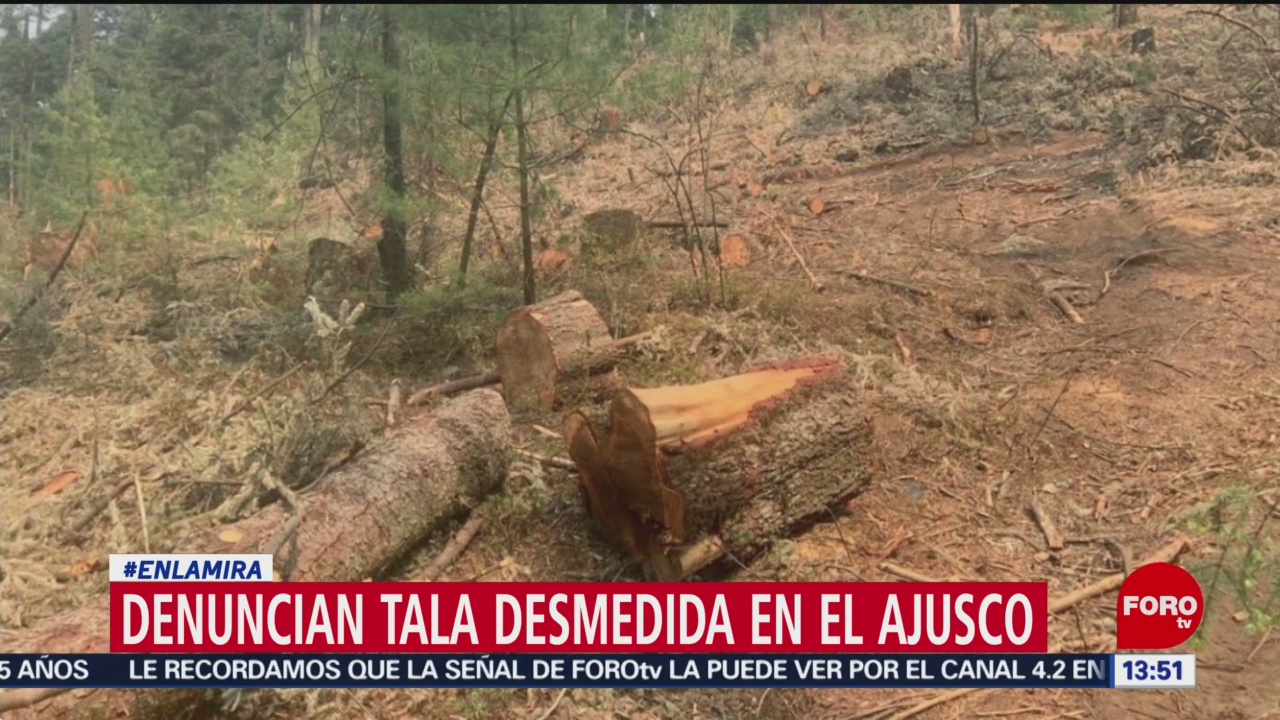 Denuncian tala desmedida en el Ajusco pese a contingencia ambiental