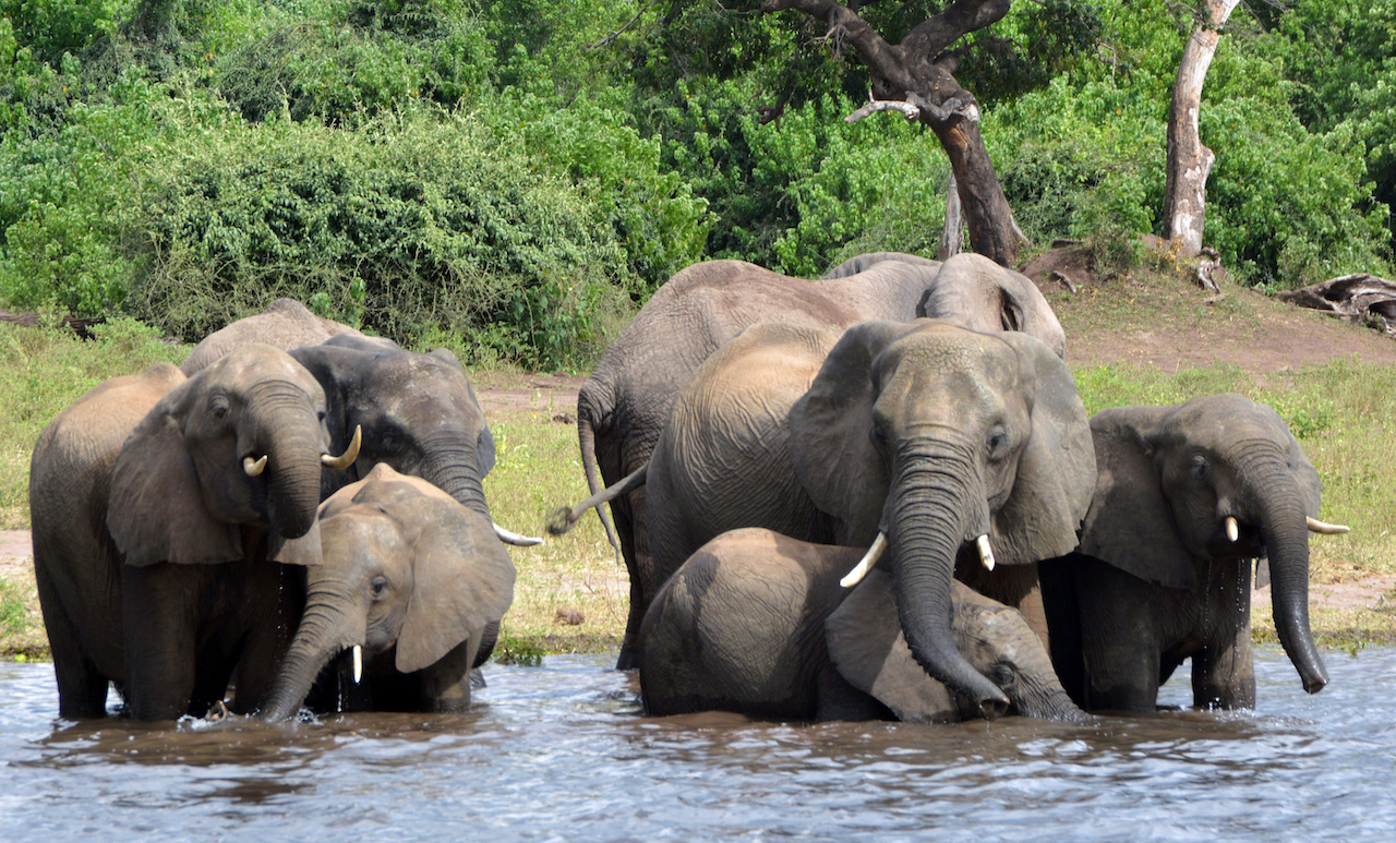 Elefantes-caza-furtiva-Botsuana-prohibicion-caza