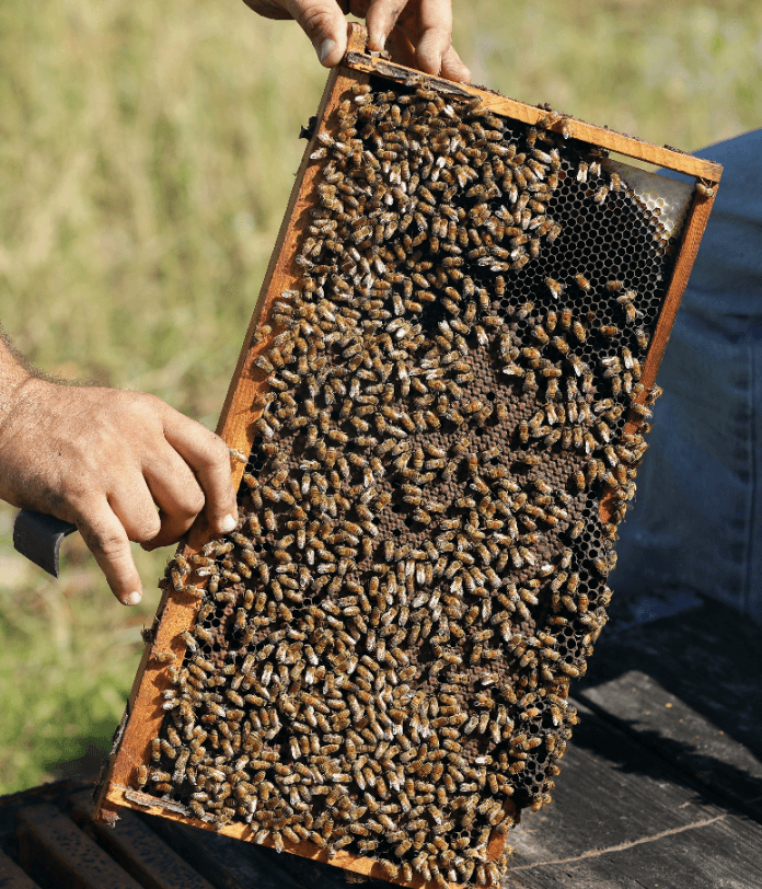 Foto: Colmena de abejas en Florida, Estados Unidos, 12 de octubre de 2018, Estados Unidos