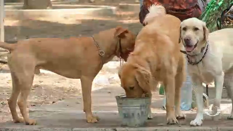 FOTO: Especialistas exhortan a vigilar a mascotas ante contaminación en CDMX
