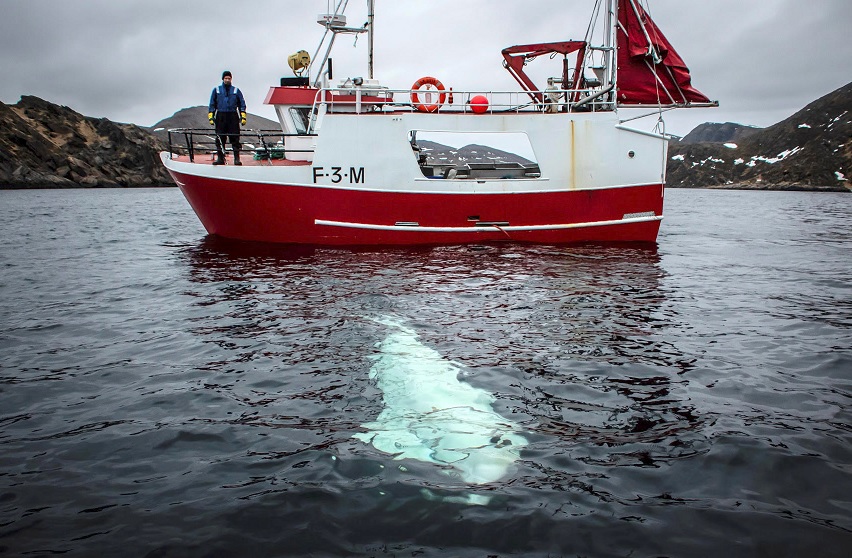 Foto: Una ballena beluga con un arnés militar ruso pasa junto a un barco de pesca frente a la costa de Noruega. El 29 de abril de 2019
