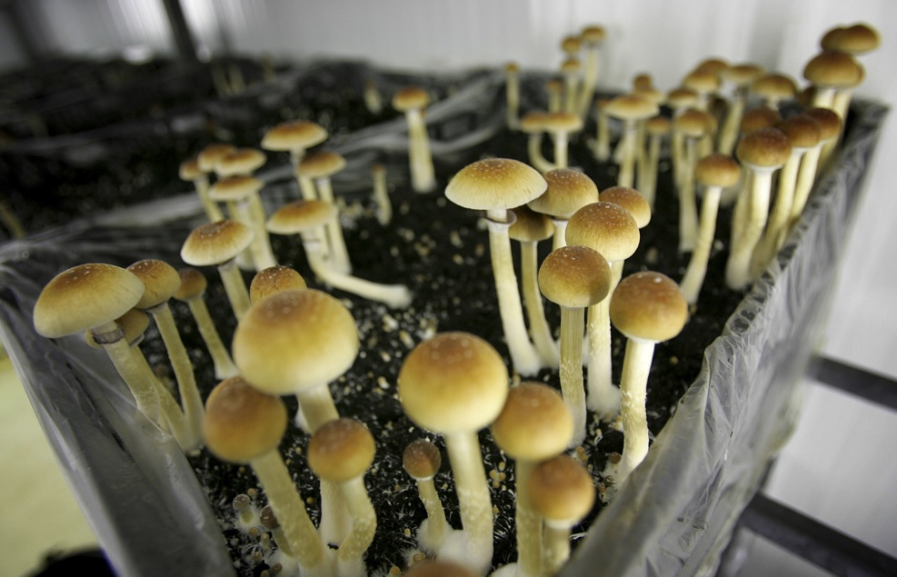 Foto: La granja Procare, en Países Bajos, cultiva hogos alucinógenos. El 3 de agosto de 2007