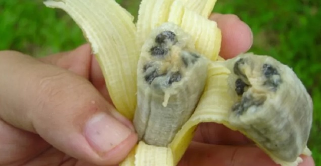 Fake news: Plátanos contaminados con zika