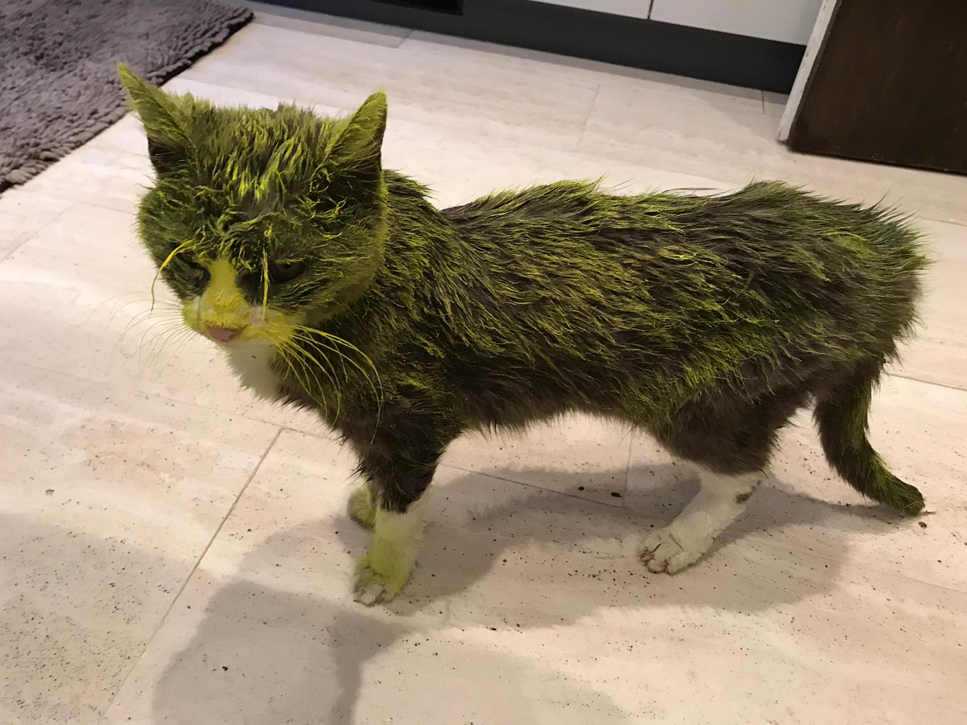 foto Muere gatita tras ser rociada con pintura de aceite 21 mayo 2019