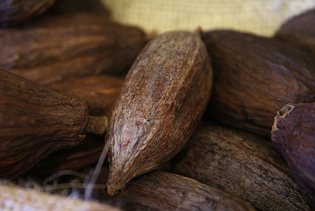 foto semilla cacao 17 de marzo de 2014
