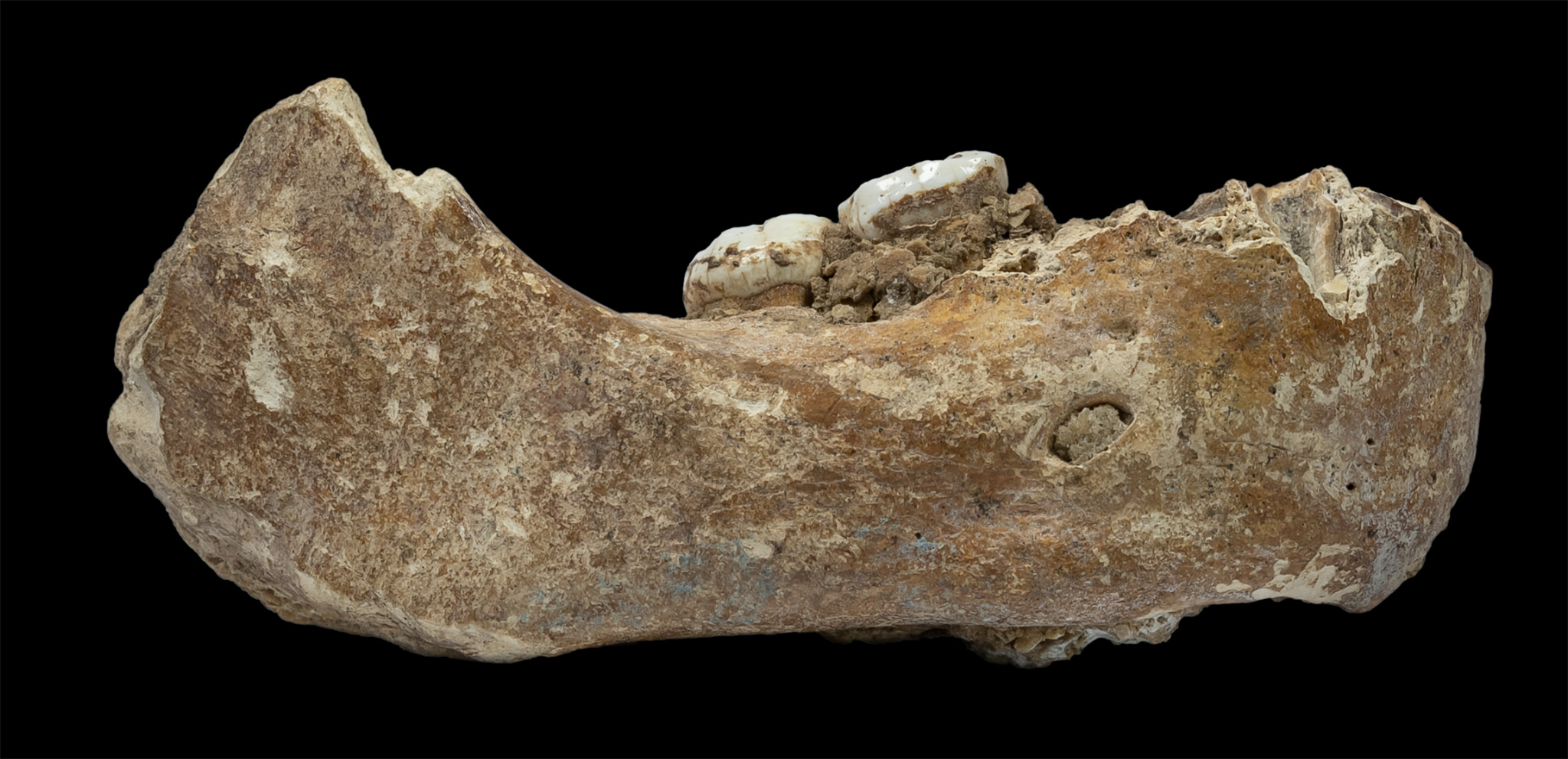 Hallan en Tibet fósil de antepasado humano de 160 mil años