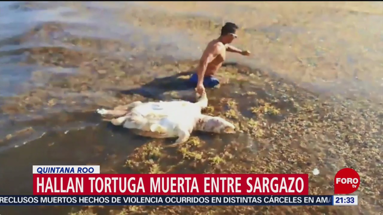 Foto: Tortuga Muerta Sargazo Quintana Roo 27 Mayo 2019