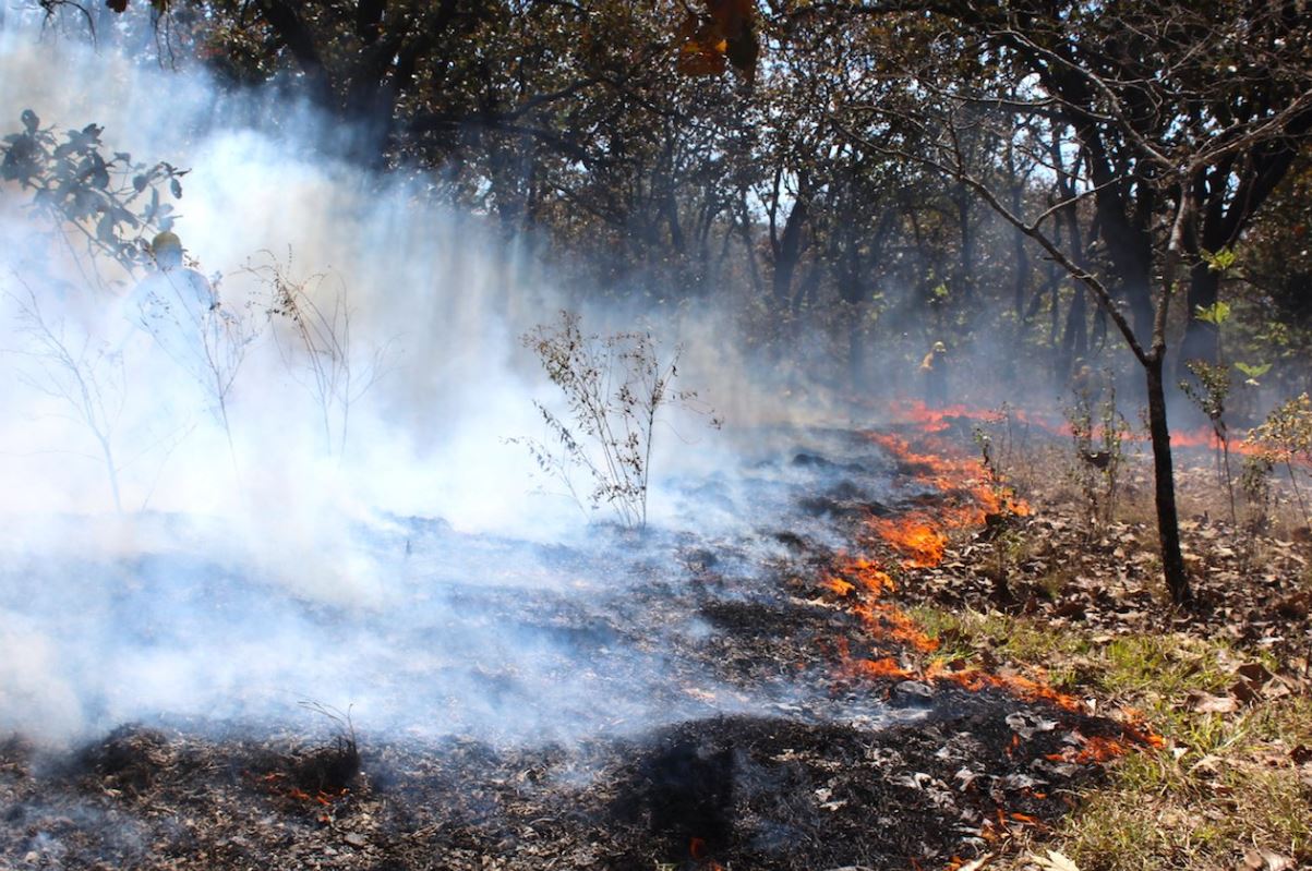 Cinco incendios consumen áreas naturales protegidas en Quintana Roo y Yucatán