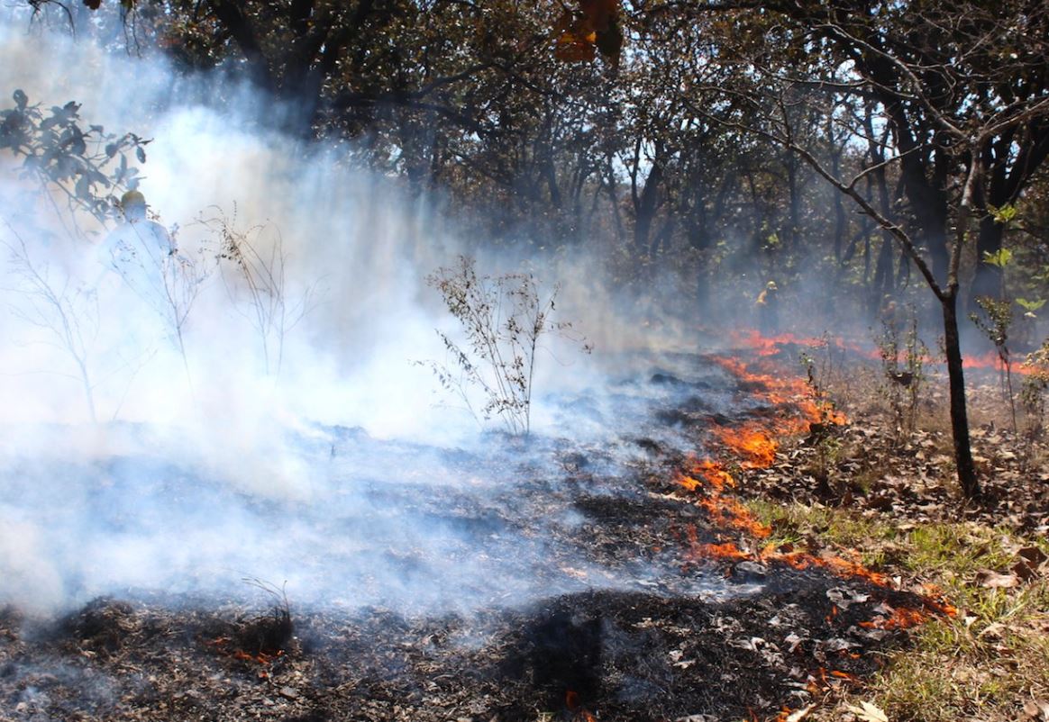 Calor dificulta extinción de cinco incendios forestales en SLP