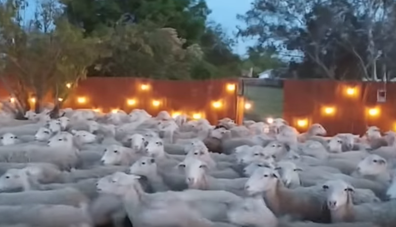 Video: Olvidó cerrar una reja y 200 ovejas invadieron su patio
