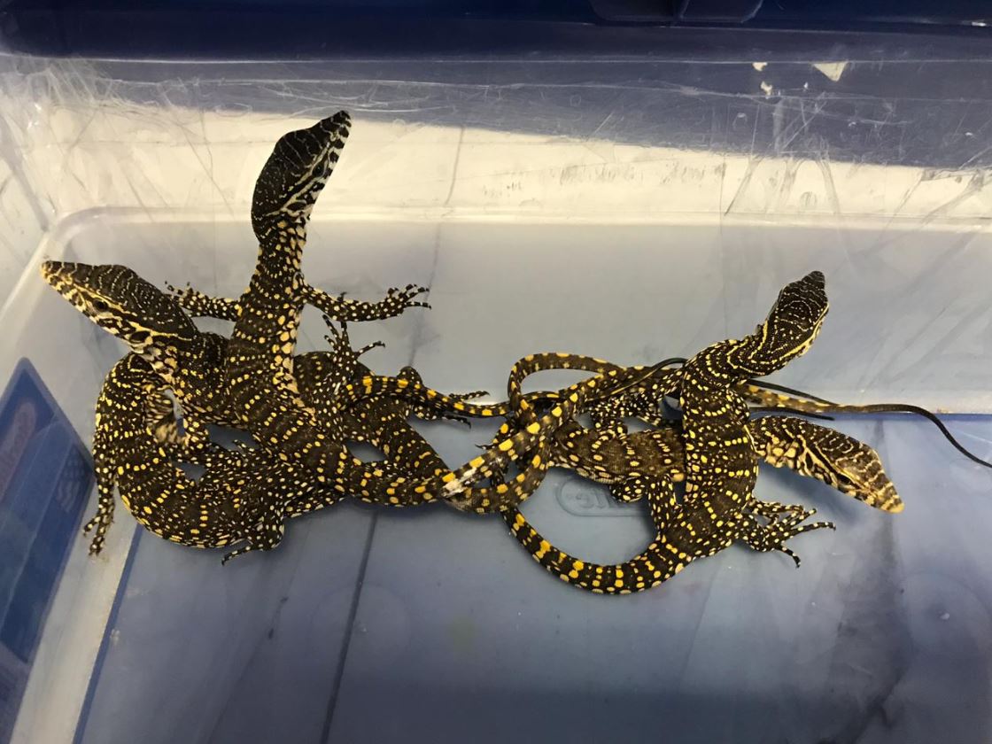 Rescatan 5 lagartos varano que serían enviados por paquetería en Morelia