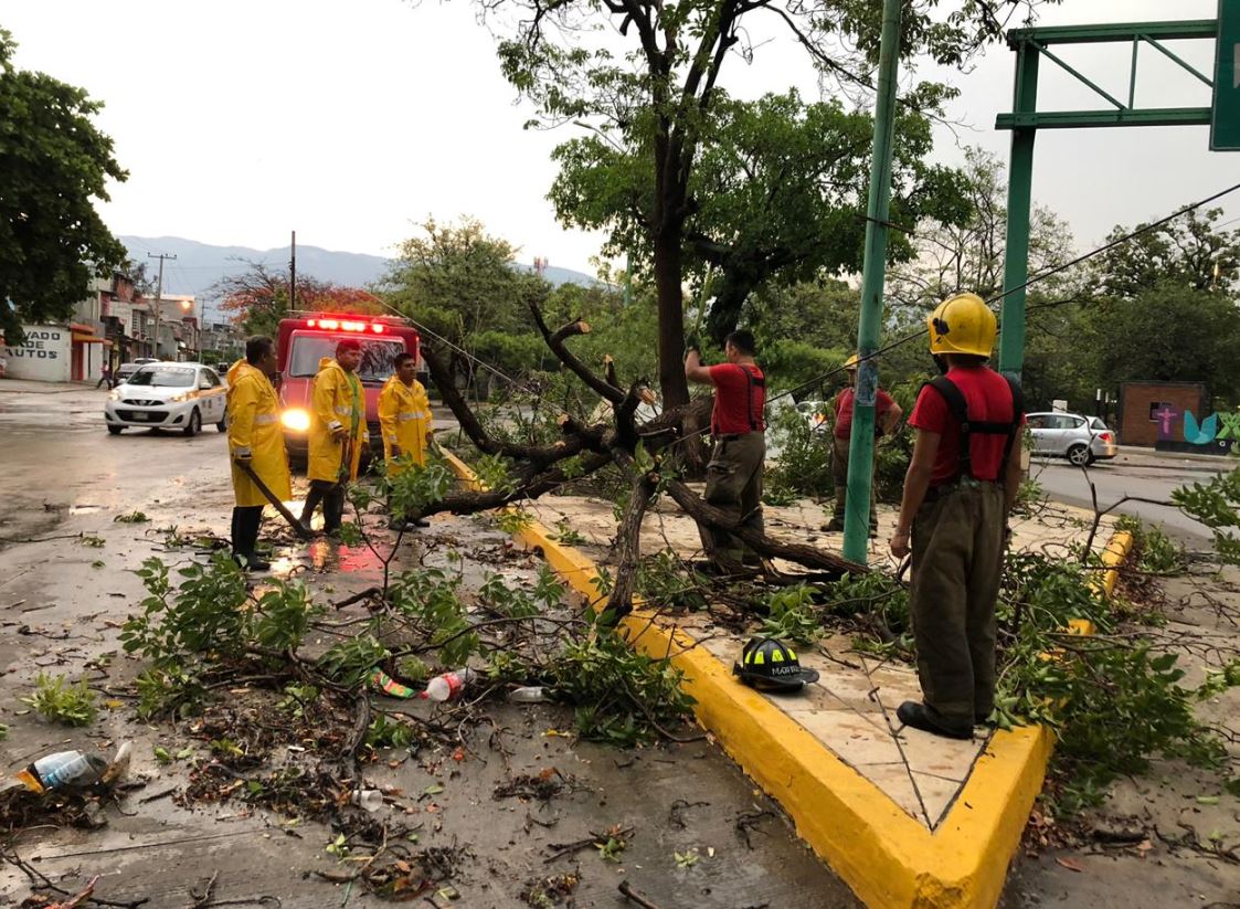 Lluvia en Tuxtla Gutiérrez, Chiapas, deja 13 árboles caídos y dos vehículos afectados