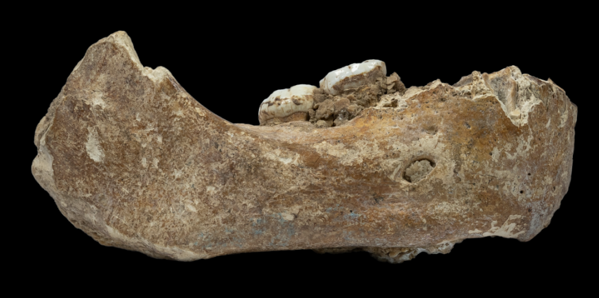 Foto: Fósil de mandíbula denisovana encontrada en China, mayo 2019