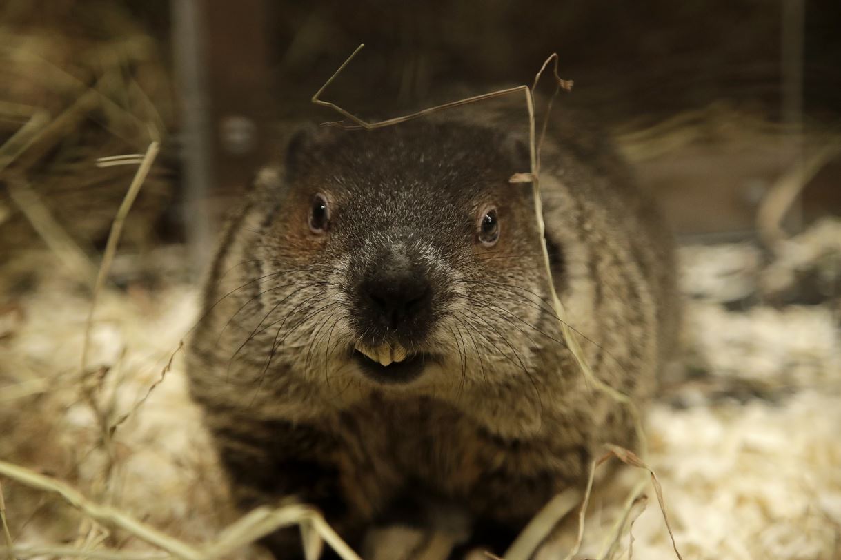 Muere pareja por peste bubónica tras comer marmota cruda