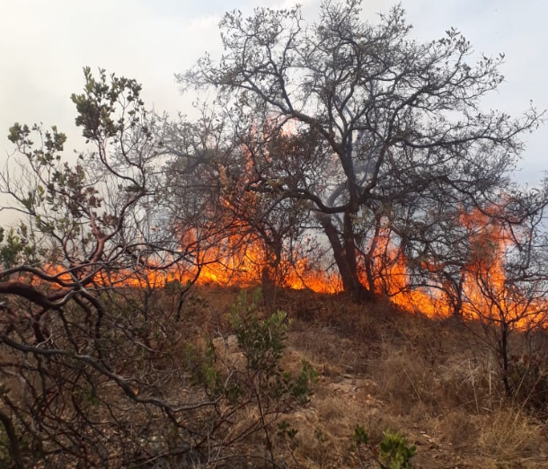 Más de 140 incendios forestales afectan gran parte de México