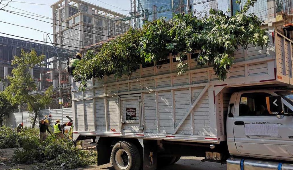 Detienen a personal de construcción de Torre Mitikah por tala de árboles en Xoco