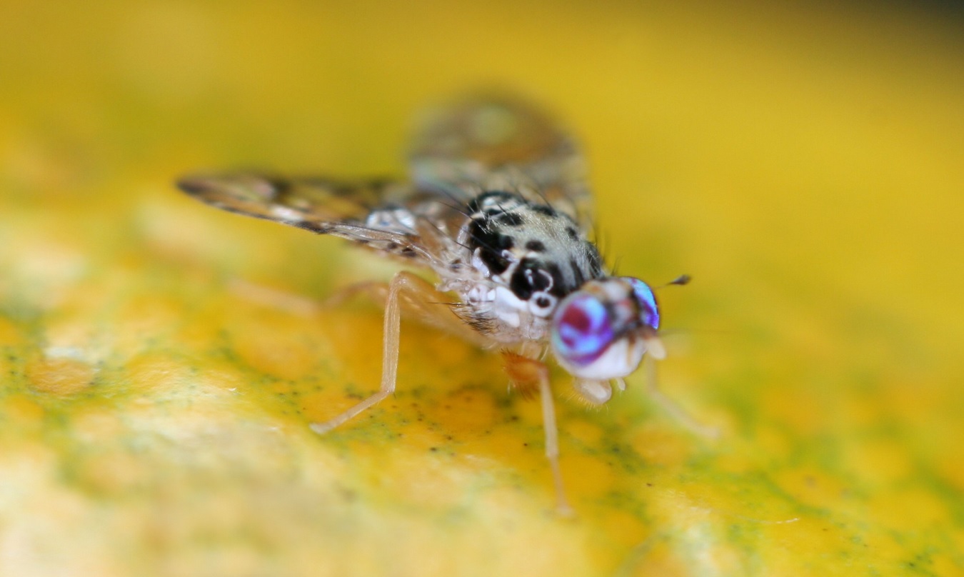 Alerta en Manzanillo, Colima, por presencia de mosca del mediterráneo
