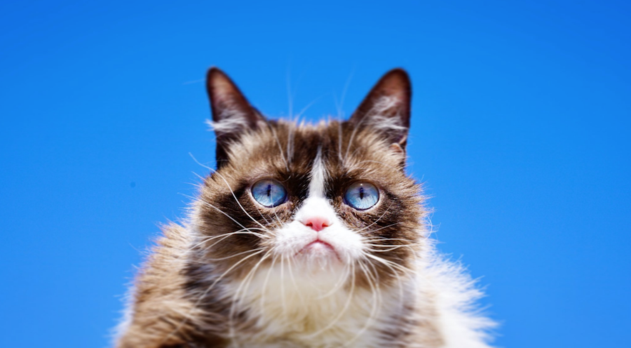 Foto Muere Grumpy Cat, la famosa gatita de los memes 17 mayo 2019