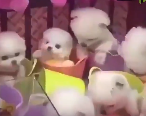 Perritos son usados como juguetes en máquina de peluches en China