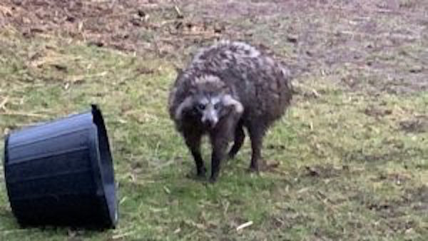 Foto lanzan alerta por presencia de perros mapaches 31 mayo 2019
