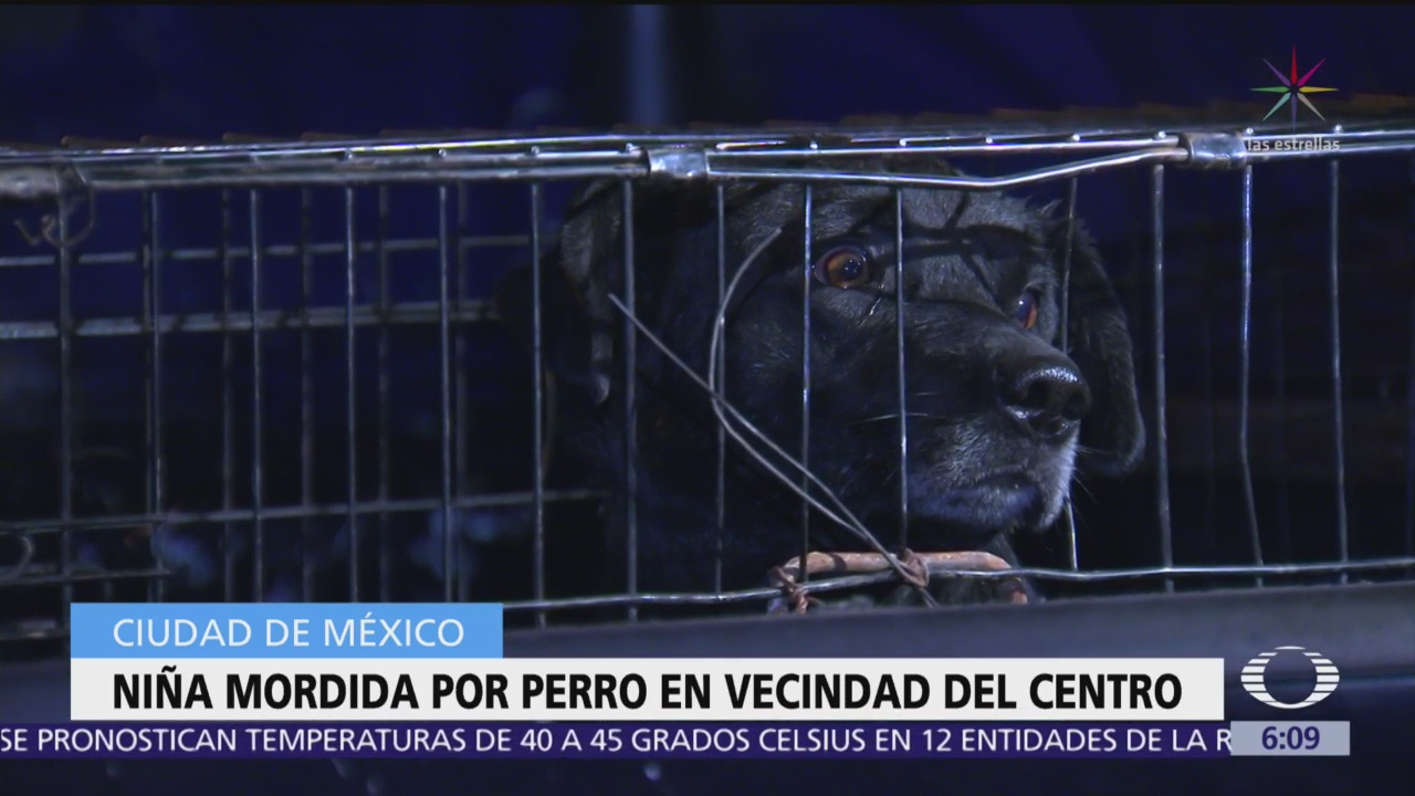 Perro muerde a niña en vecindad del Centro Histórico, CDMX