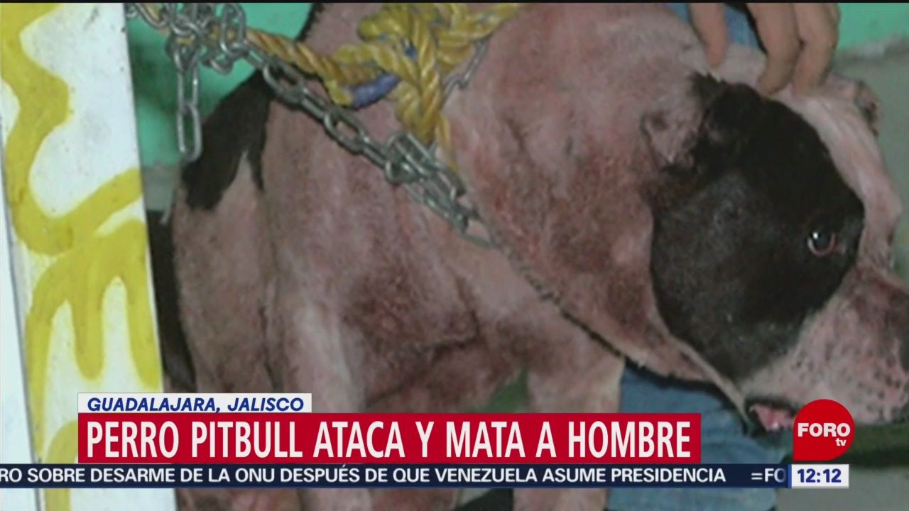 Perro pitbull ataca a presunto ladrón en Guadalajara, Jalisco
