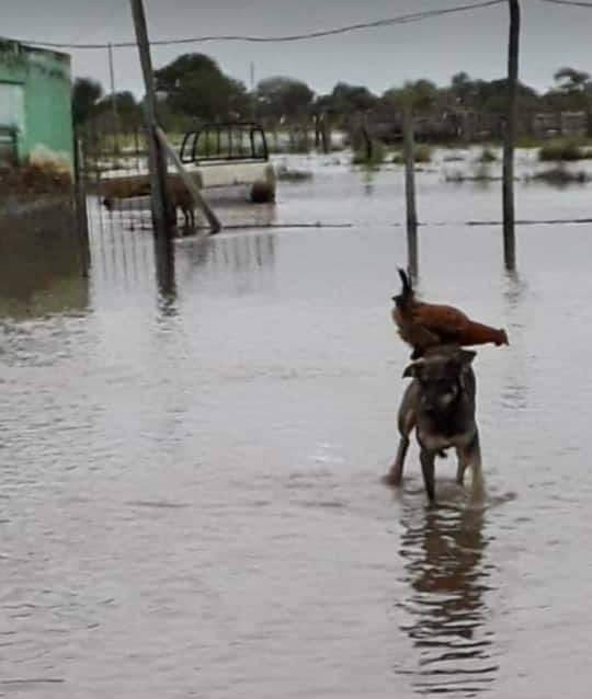 Foto Perro rescata a gallina de inundación y se vuelve viral 9 mayo