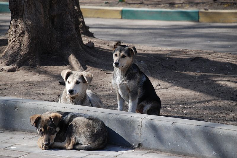 Perros-Perro-Mujer-Policía-Perritos-Animales-Derechos-Maltrato-Animal, Ciudad de México, 19 de mayo 2019
