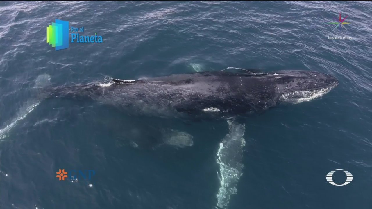 FOTO: Por el Planeta: Acoso de embarcaciones a ballenas, 1 MAYO 2019