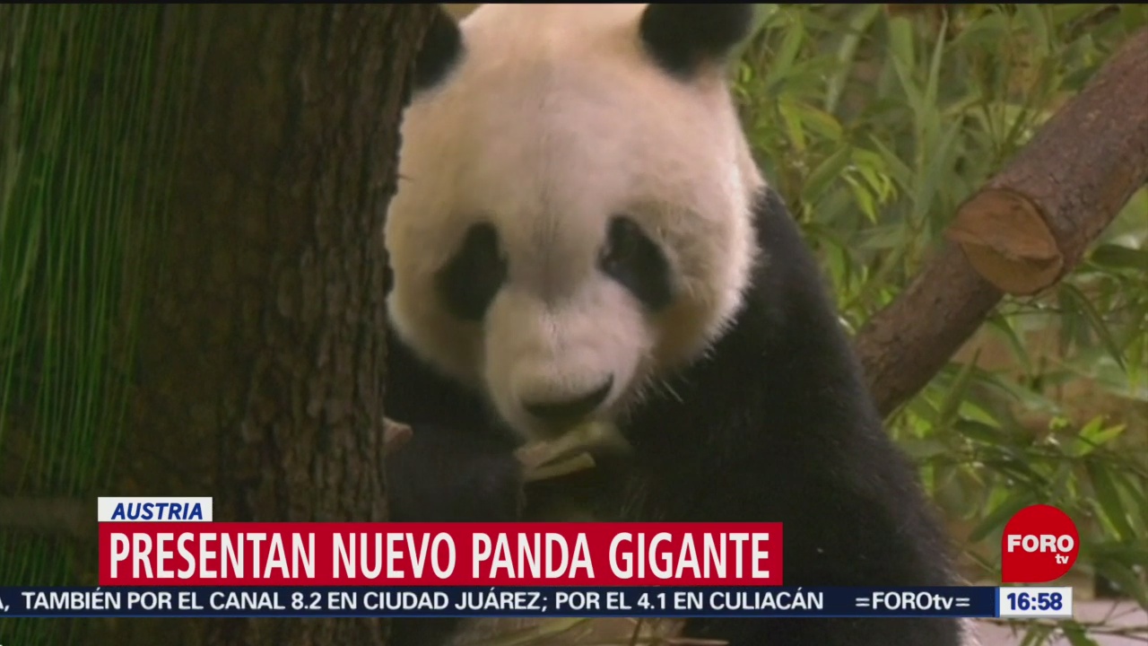 Foto: Presentan nuevo panda gigante en Zoológico de Viena