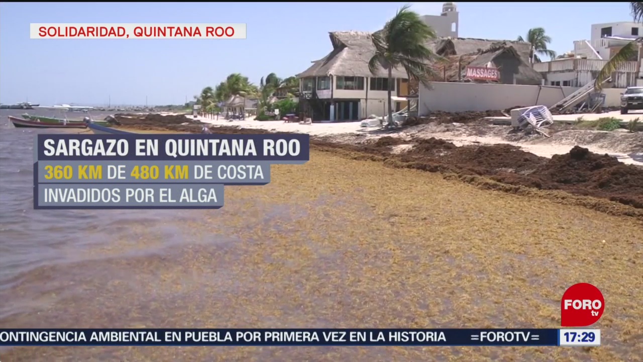 FOTO: Riviera Maya, invadida de sargazo y sin mar en la costa
