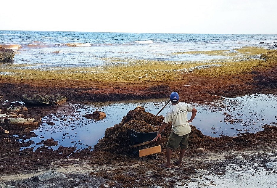 Sargazo: Así se recolecta en Tulum y Puerto Morelos para limpiar las playas