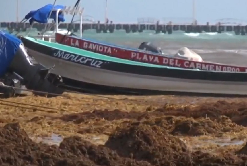 Sargazo invade costas de Quintana Roo; hoteleros piden 900 mdp para limpiarlo