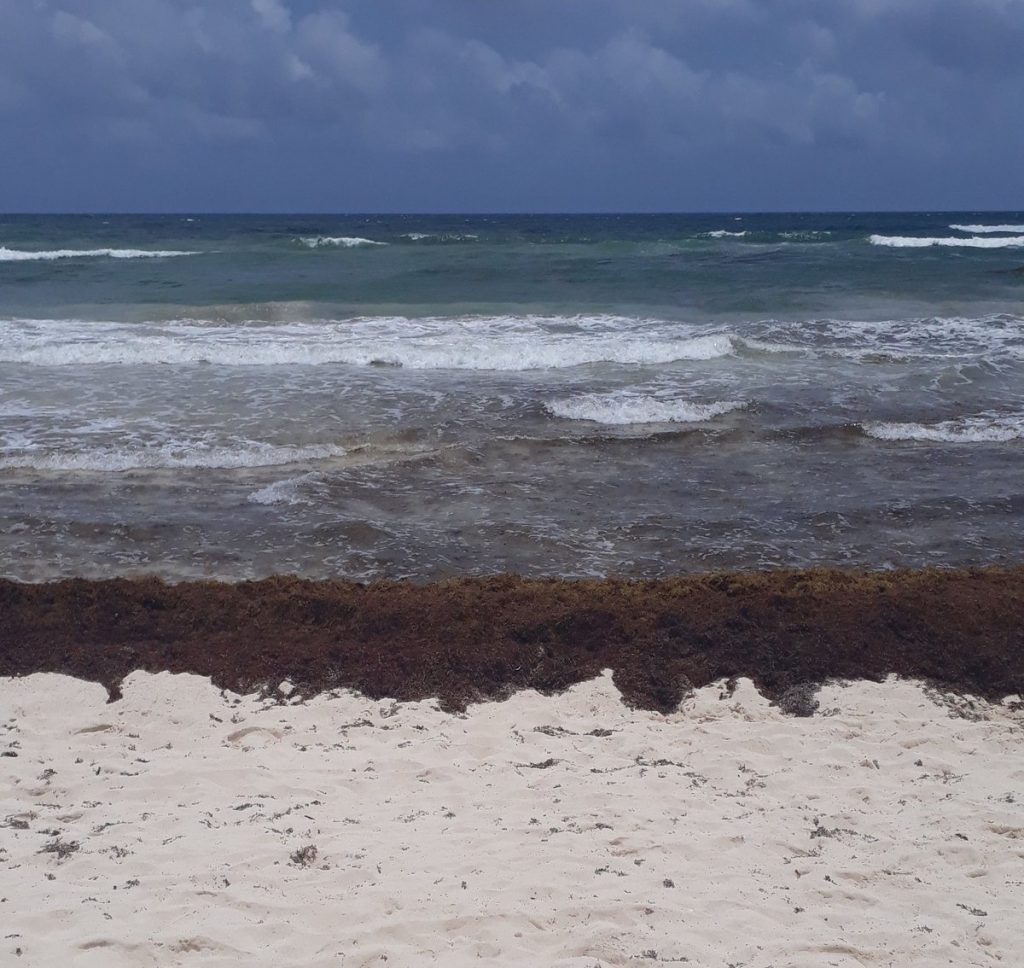 Foto Sargazo en Puerto Morelos, Quintana Roo 16 mayo 2019
