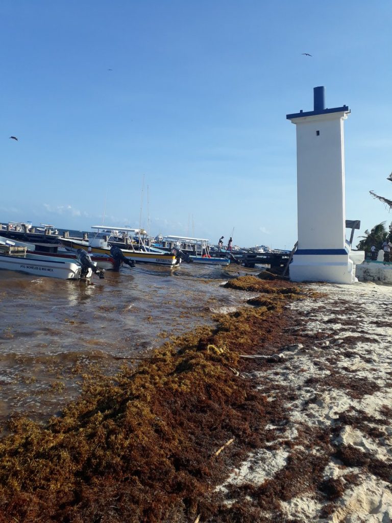 Foto Sargazo en Puerto Morelos, Quintana Roo 16 mayo 2019