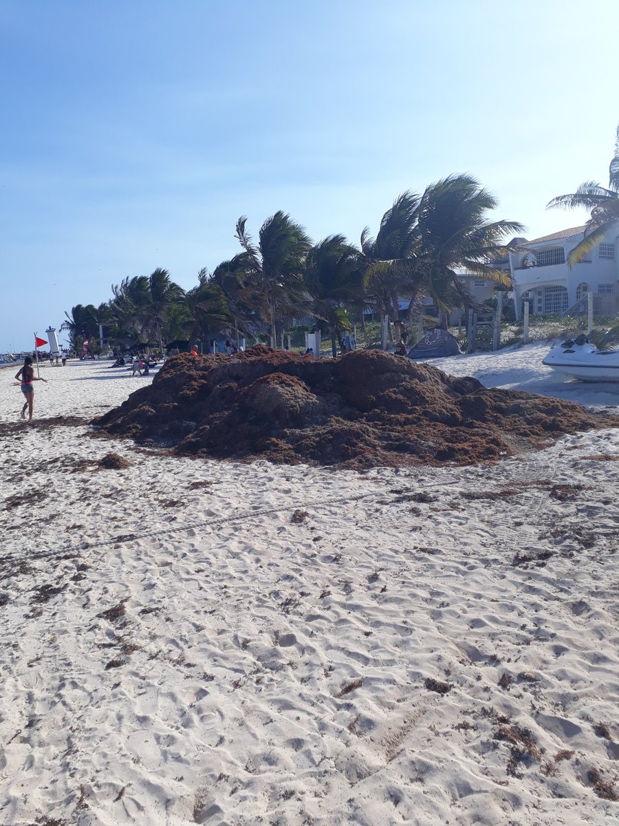 ¿A dónde se traslada el sargazo retirado de playas de Quintana Roo?