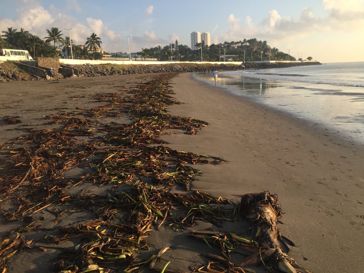 Foto Sargazo llega a las playas de Boca del Ríio