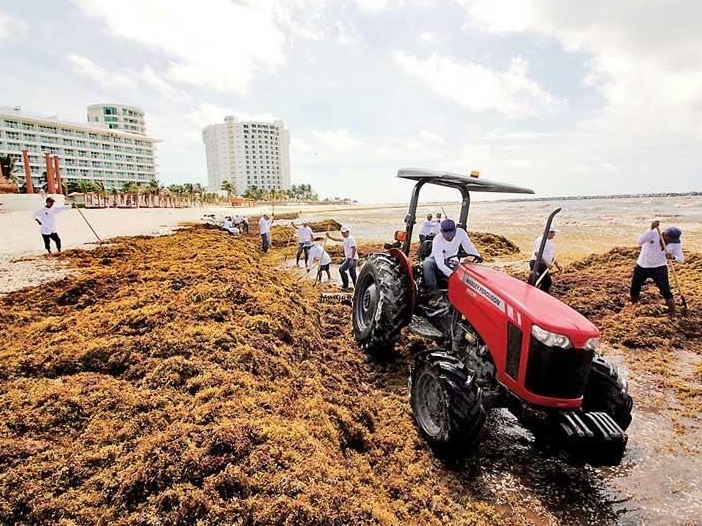 Invasión masiva de sargazo afecta 6 playas de Quintana Roo