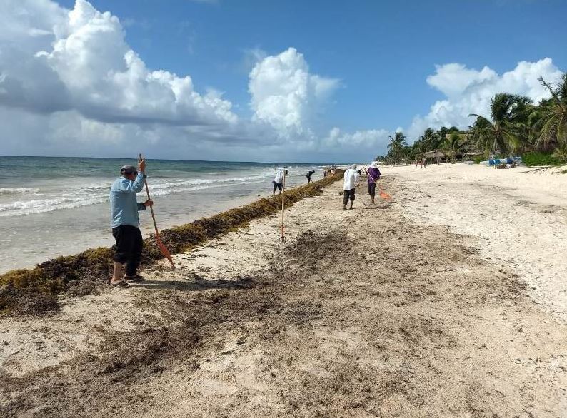 Depósitos clandestinos de sargazo en Quintana Roo provocarán daños, advierten especialistas
