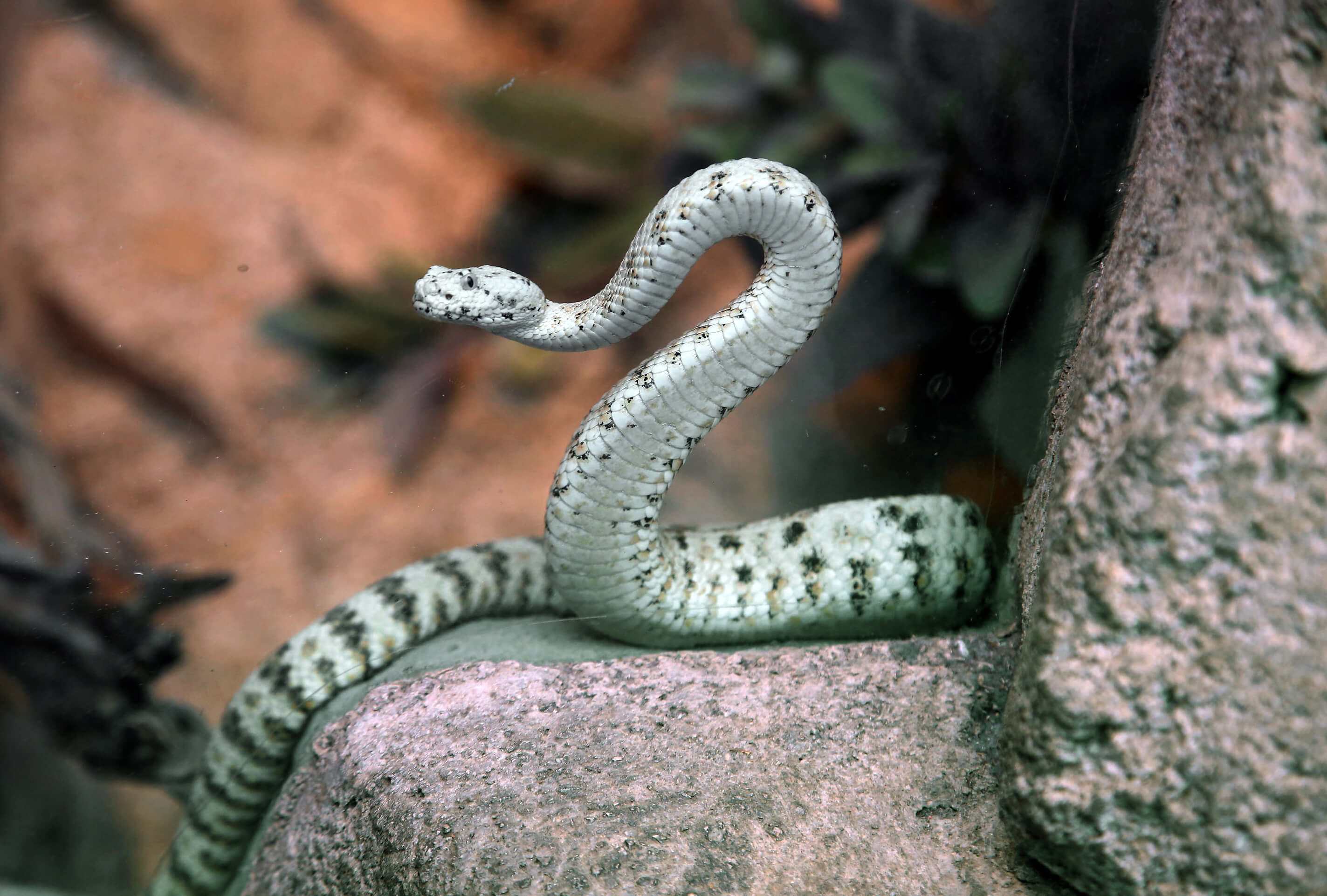 FOTO Serpientes causan más de 100 mil muertes cada año, dice OMS (AP 13 mayo 2014 california)