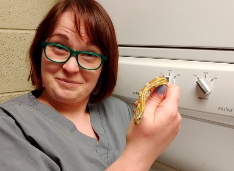 Foto: La veterinaria Melissa Giese con una serpiente encontrada en una lavadora en Illinois, mayo 12 de 2019 (AP)